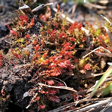 bryum pallens