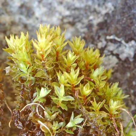 bryum pseudotriquetrum
