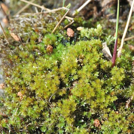 bryum pseudotriquetrum