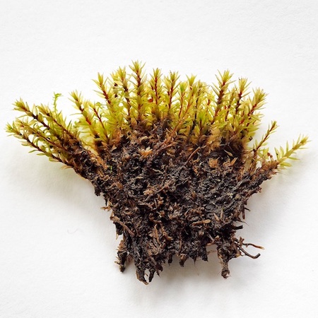 Bryum pseudotriquetrum