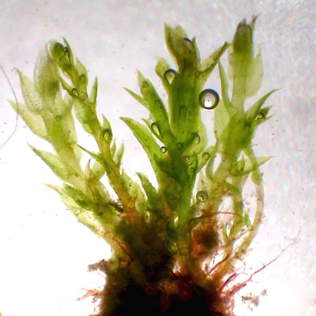 Bryum violaceum