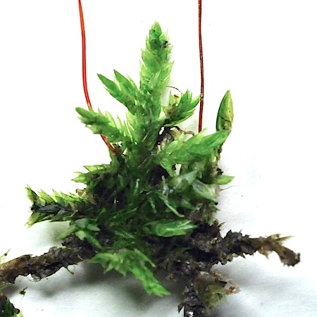 Callicladium haldanianum