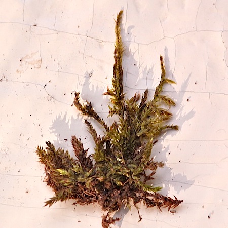 callicladium haldanianum