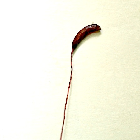 Callicladium haldanianum