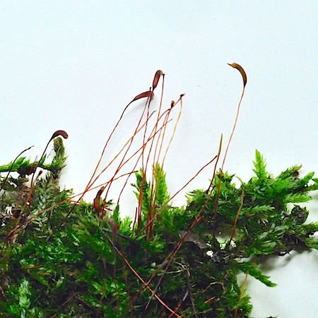 Callicladium haldanianum