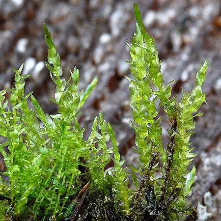 Calliergon cordifolium