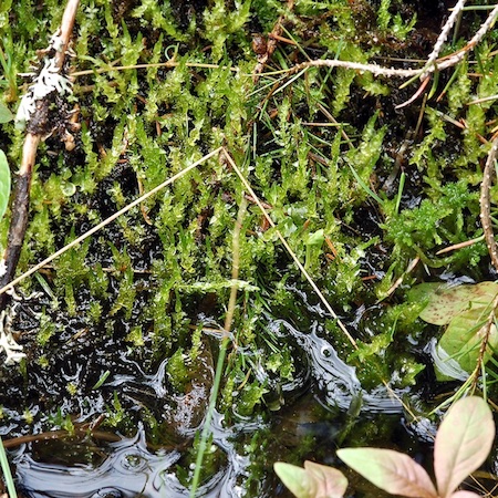 Calliergon cordifolium