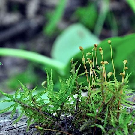 calliergonella cuspidata