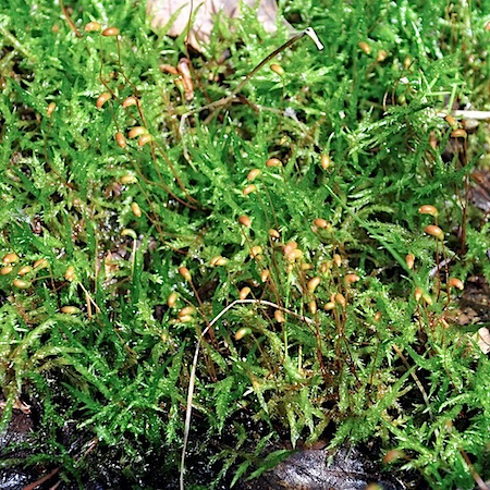 calliergonella cuspidata