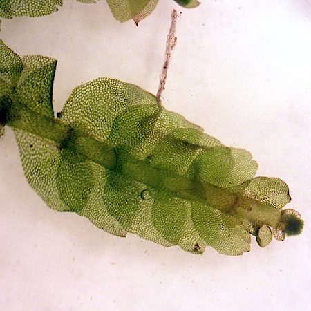 Calypogeia fissa