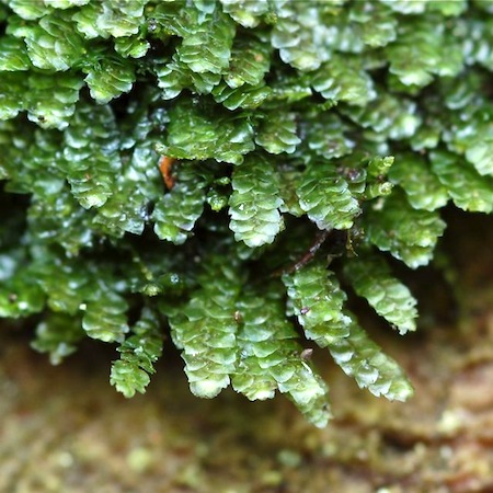 calypogeia muelleriana