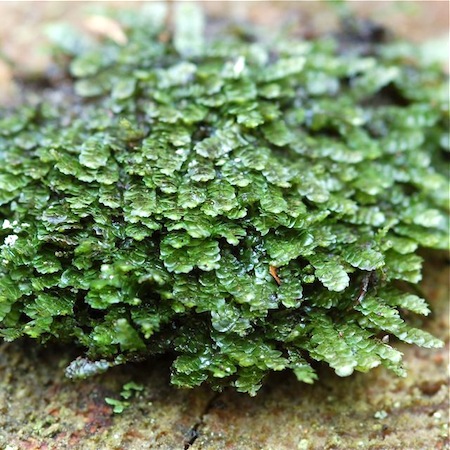 calypogeia muelleriana