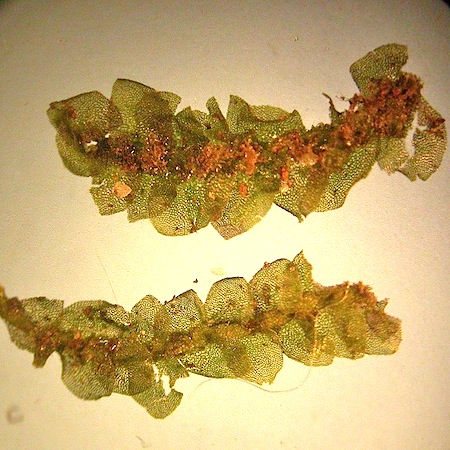 calypogeia muelleriana