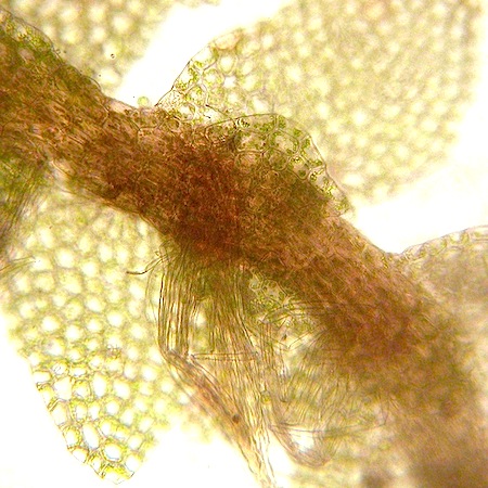 calypogeia suecica