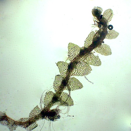 calypogeia suecica