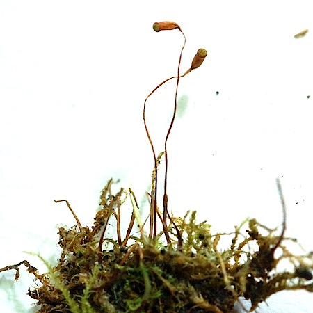 campylophyllum sommerfeltii