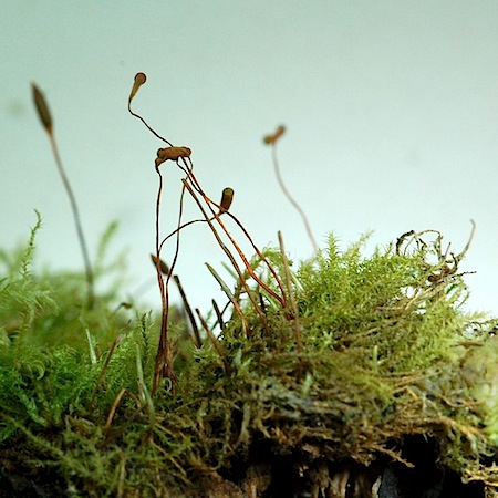 campylophyllum sommerfeltii
