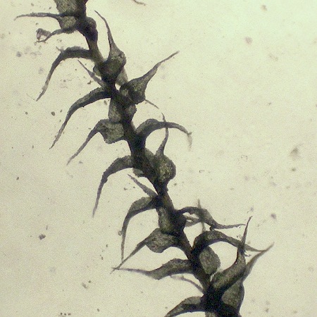 campylophyllum sommerfeltii