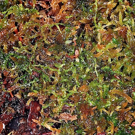 Cephalozia pleniceps