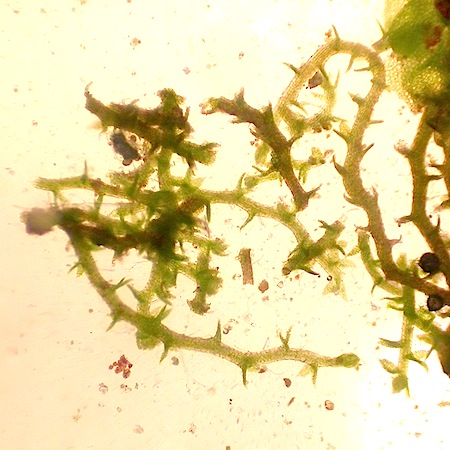 cephaloziella divaricata