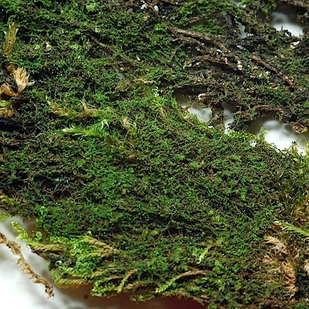 cephaloziella divaricata