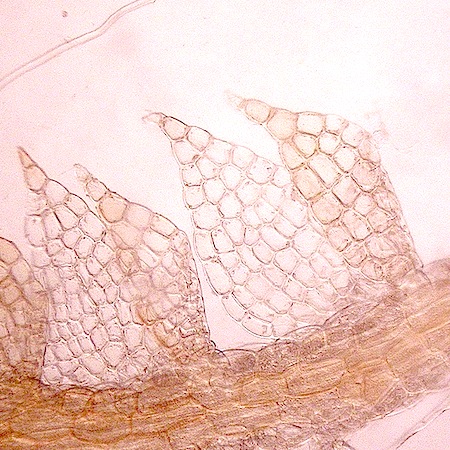 cephaloziella rubella