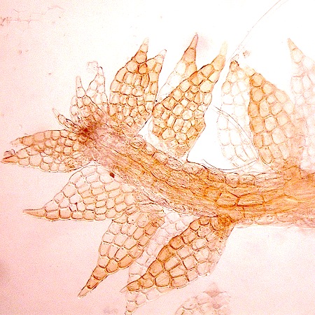 cephaloziella rubella