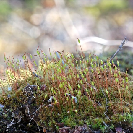 ceratodon purpureus