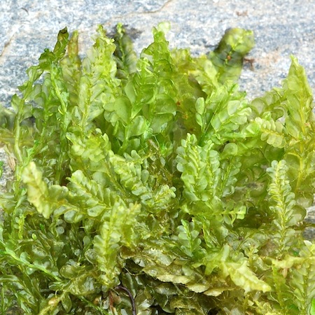 chiloscyphus polyanthos