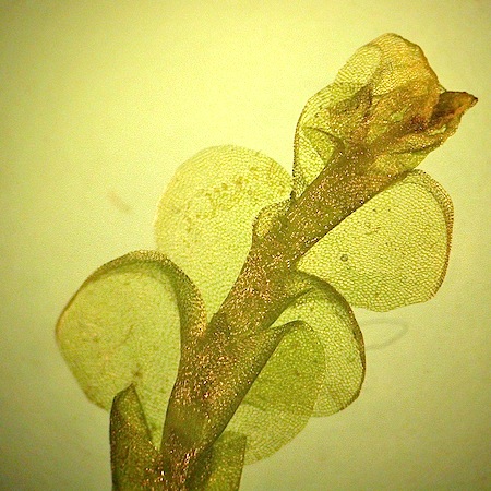 chiloscyphus polyanthos