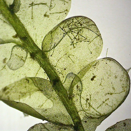 chiloscyphus polyanthos