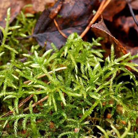 cirriphyllum piliferum