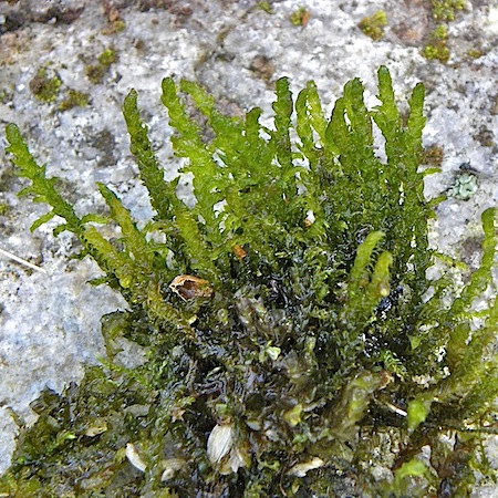 cratoneuron filicinum