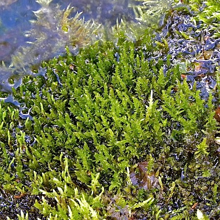 cratoneuron filicinum