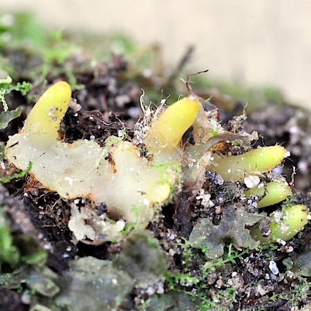 Luopioisten kasvisto