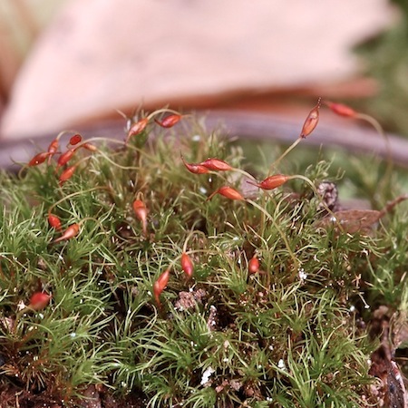 cynodontium tenellum