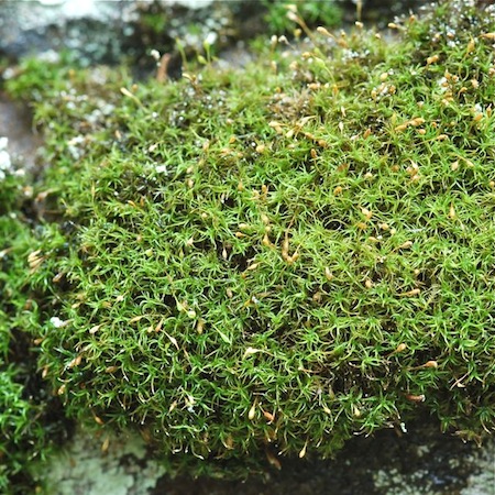 cynodontium tenellum