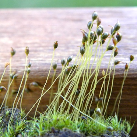 dicranella cerviculata