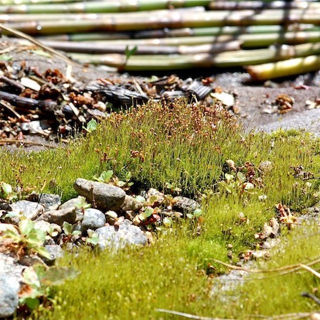 dicranella cerviculata