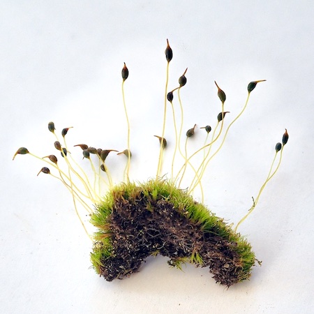 Dicranella cerviculata