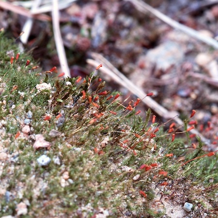 dicranella crispa