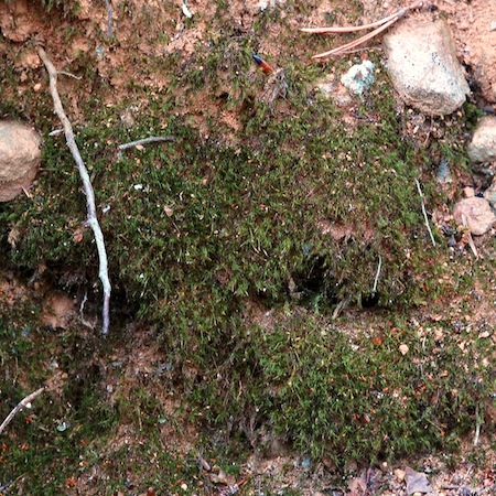 dicranella crispa