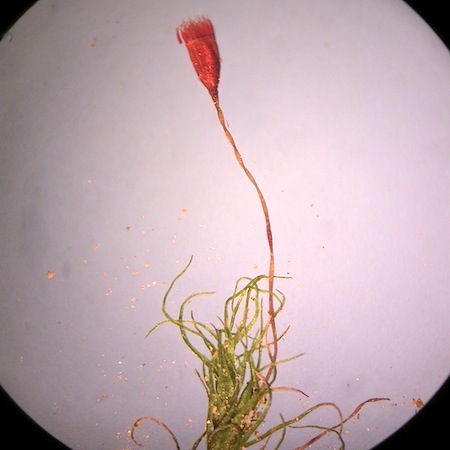 dicranella crispa