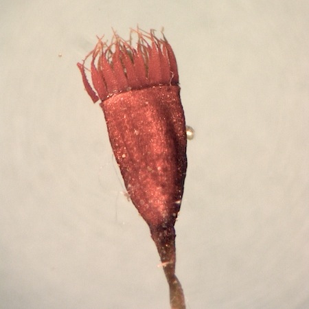 dicranella crispa