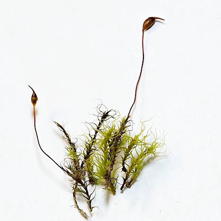 Dicranella grevilleana