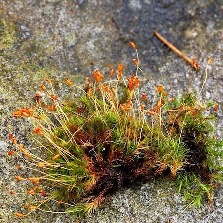 dicranella heteromalla