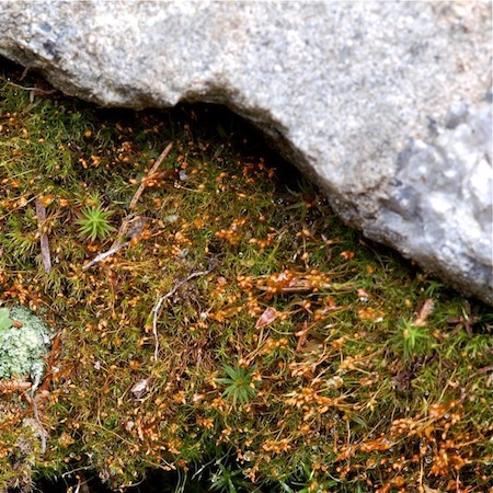 dicranella heteromalla