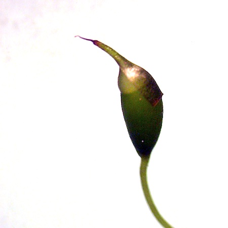 Dicranella heteromalla