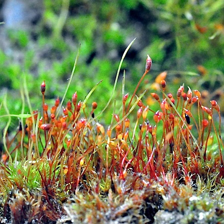 Dicranella humilis