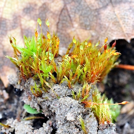 dicranella rufescens